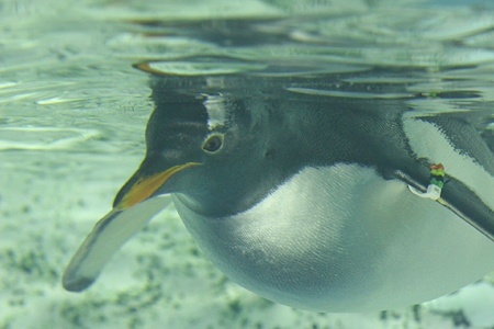 名古屋港水族館110624-ペンギン-04