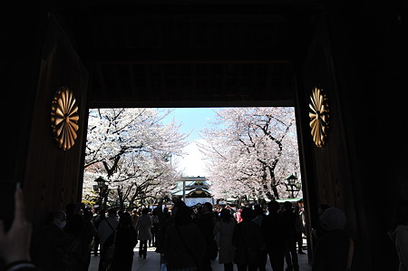 2012/4 Cherry blossom＠千鳥ヶ淵-27