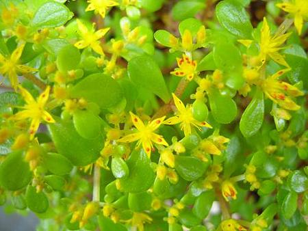 エンジェルリーフのお花