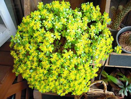 エンジェルリーフのお花