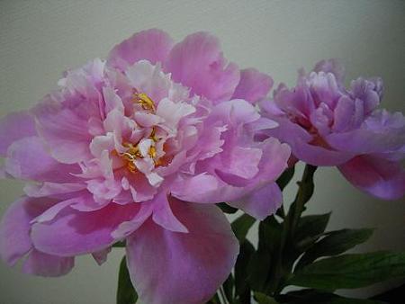切り花・芍薬