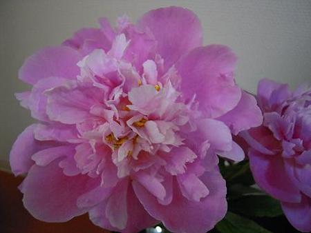 切り花・芍薬