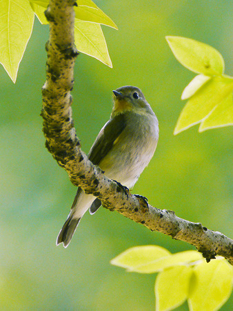 オジロヒタキ(Red-throated Flycatcher) P1020927_R