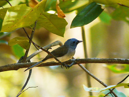 クロエリヒタキ(Black-naped Monarch) P1060809_R