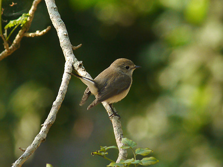 オジロヒタキ(Red-throated Flycatcher) P1110938_R