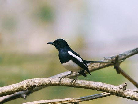 シキチョウ(Oriental Magpie Robin) P1150732_R