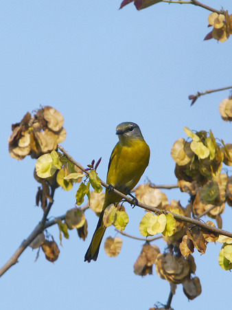 サンショウクイ♀(Ashy Minivet) P1160637_R