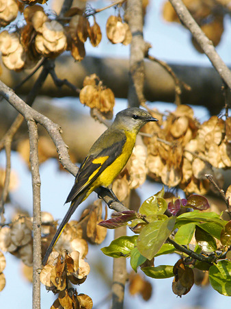サンショウクイ♀(Ashy Minivet) P1160689_R