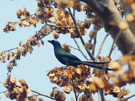 クロラケットオナガ(Racket-tailed Treepie) P1160943_R2