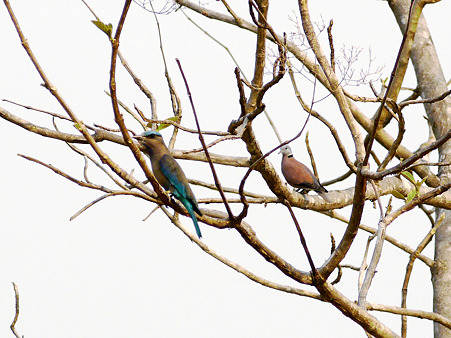 インドブッポウソウとベニバト P1080943_R