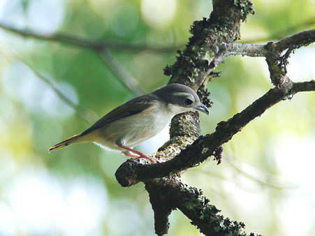 アカバネモズチメドリ♀(White-browed Shrike Babbler) P1180747_R