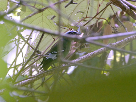 ミドリミヤマツグミ(Green Cochoa) P1200037_R