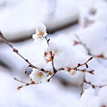 『冬から春へ。。。』　～熱田神宮　四季桜～