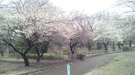 梅@相模原公園