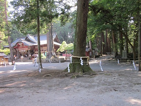 北口本宮富士浅間神社 神木