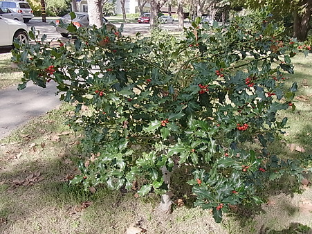 RIMG3183