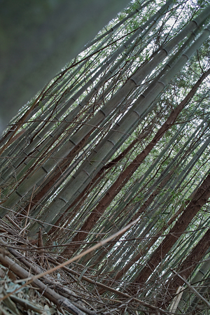 bamboo03232012dp2-01