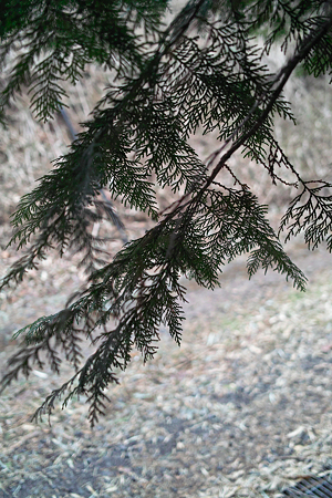 leaves03232012dp2