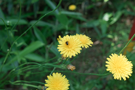 Dandelion_with_bug06132011dp2