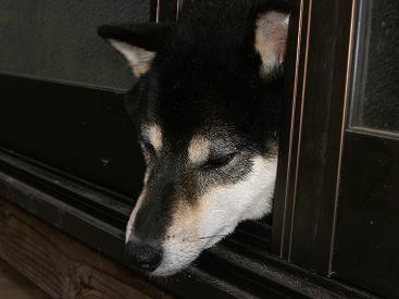 お散歩に行きたいのに