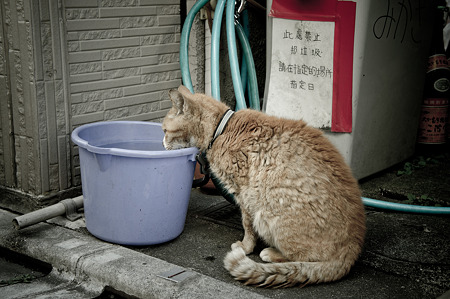 水を飲むネコ