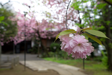 八重桜