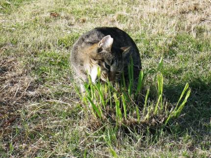 海岸通の猫