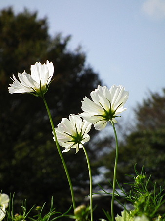 昭和記念公園 160