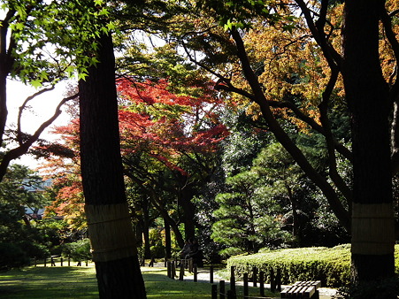 紅葉 008