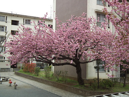 19狭山台八重桜