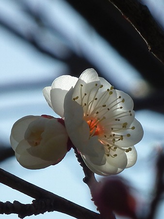 DSCF0129