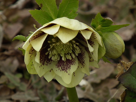 DSCF0179