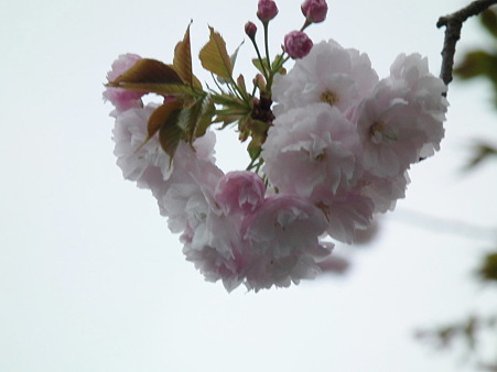 DSCF0053