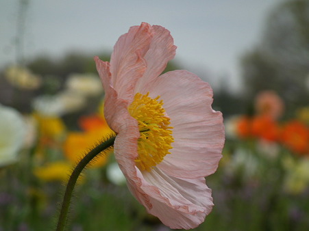 DSCF0497