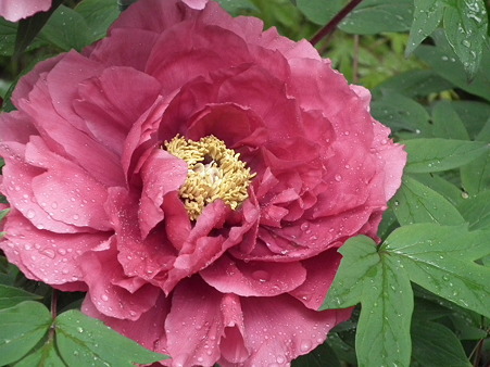 DSCF0056