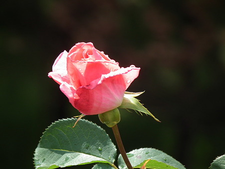 DSCF0108