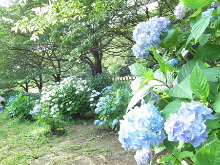 DSCF0611
