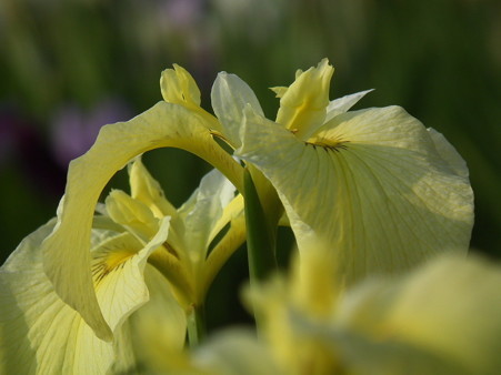 DSCF0956