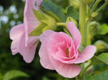 IMGP0206