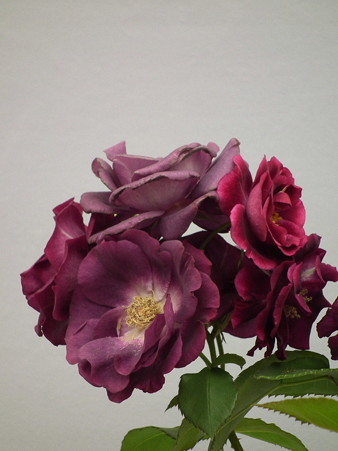 DSCF0061