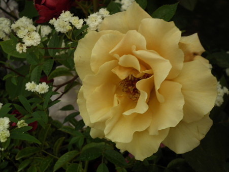 DSCF1086
