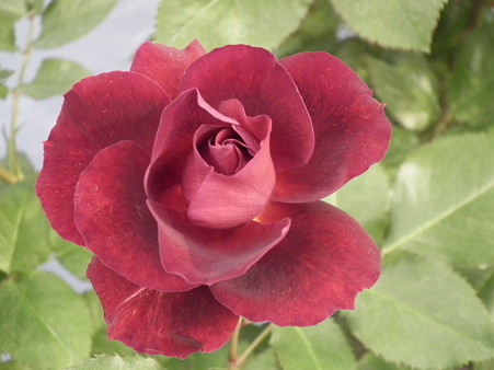 DSCF1210