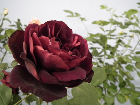 DSCF1251