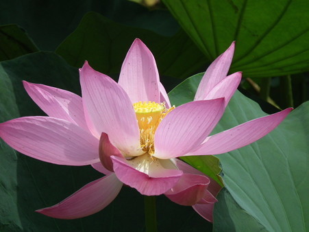 DSCF0015