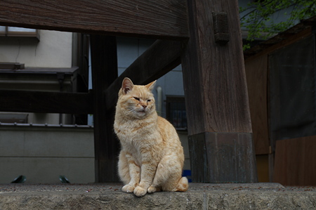 梵鐘の猫