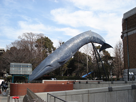 国立科学博物館のシロナガスクジラオブジェ