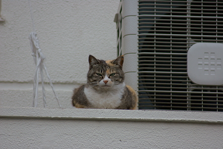 高いところに居たにゃんこ