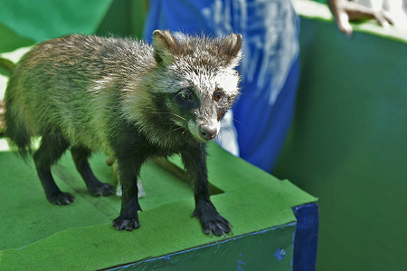 tokyowildlife110924018