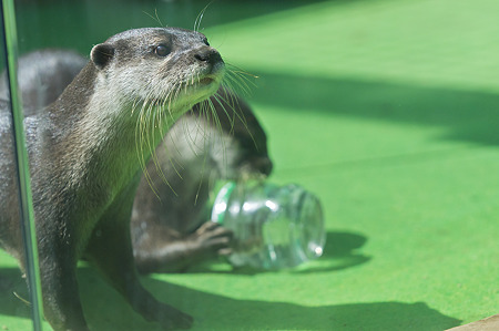 tokyowildlife110924089