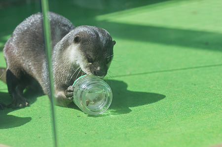 tokyowildlife110924090